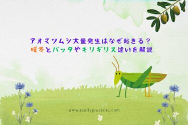アオマツムシ大量発生はなぜ起きる？ 暖冬とバッタやキリギリス違いを解説